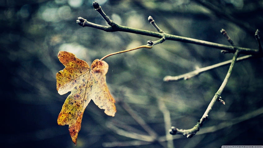 Last leaf, graphy, alone, fall, , cold, last, leaves, abstract, branches, autumn, nature, leaf, , forest HD wallpaper