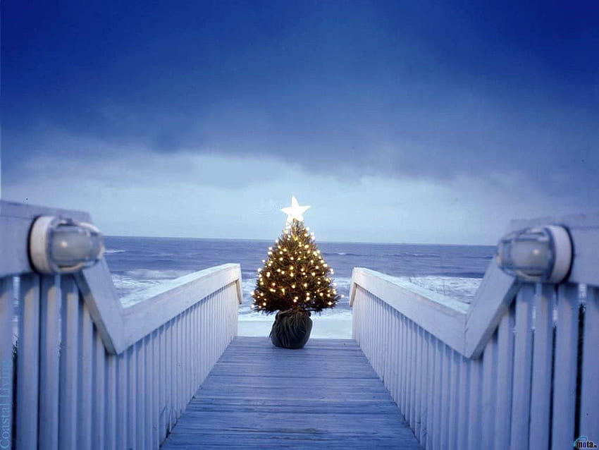 Christmas Beautiful Christmas Tree Lights (1024×768). Coastal Christmas Tree, Beach Christmas, Beautiful Christmas Trees HD wallpaper