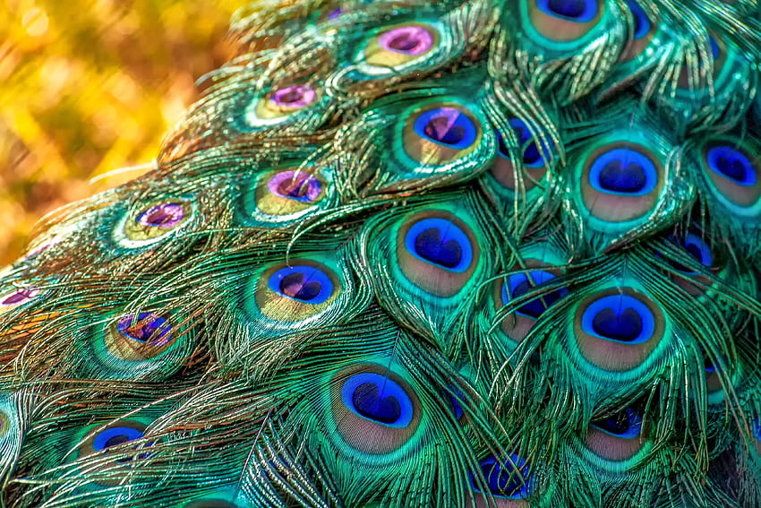 Plumage, feathers, bird, peacock HD wallpaper