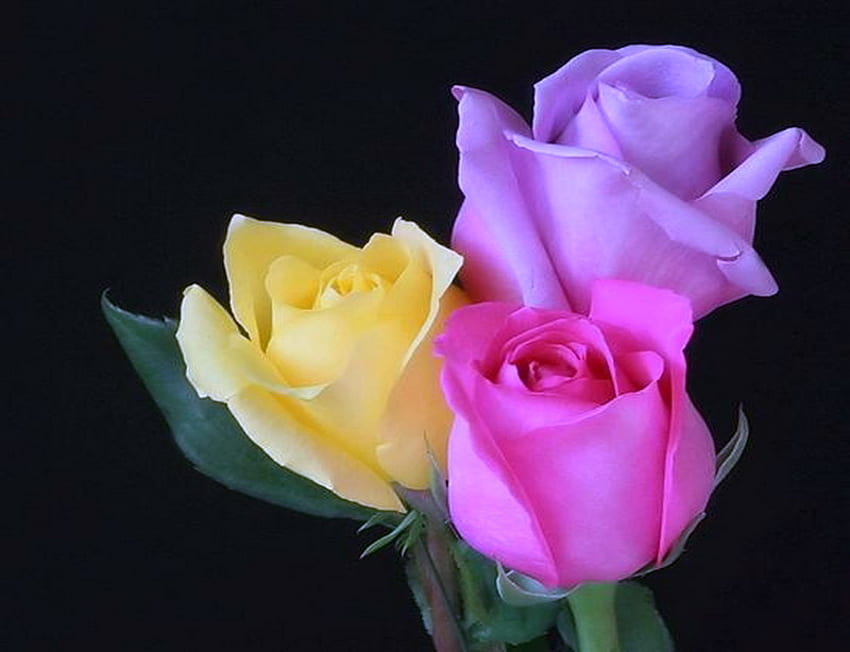 Trio, pink, roses, black background, yellow, colors, mauve HD wallpaper