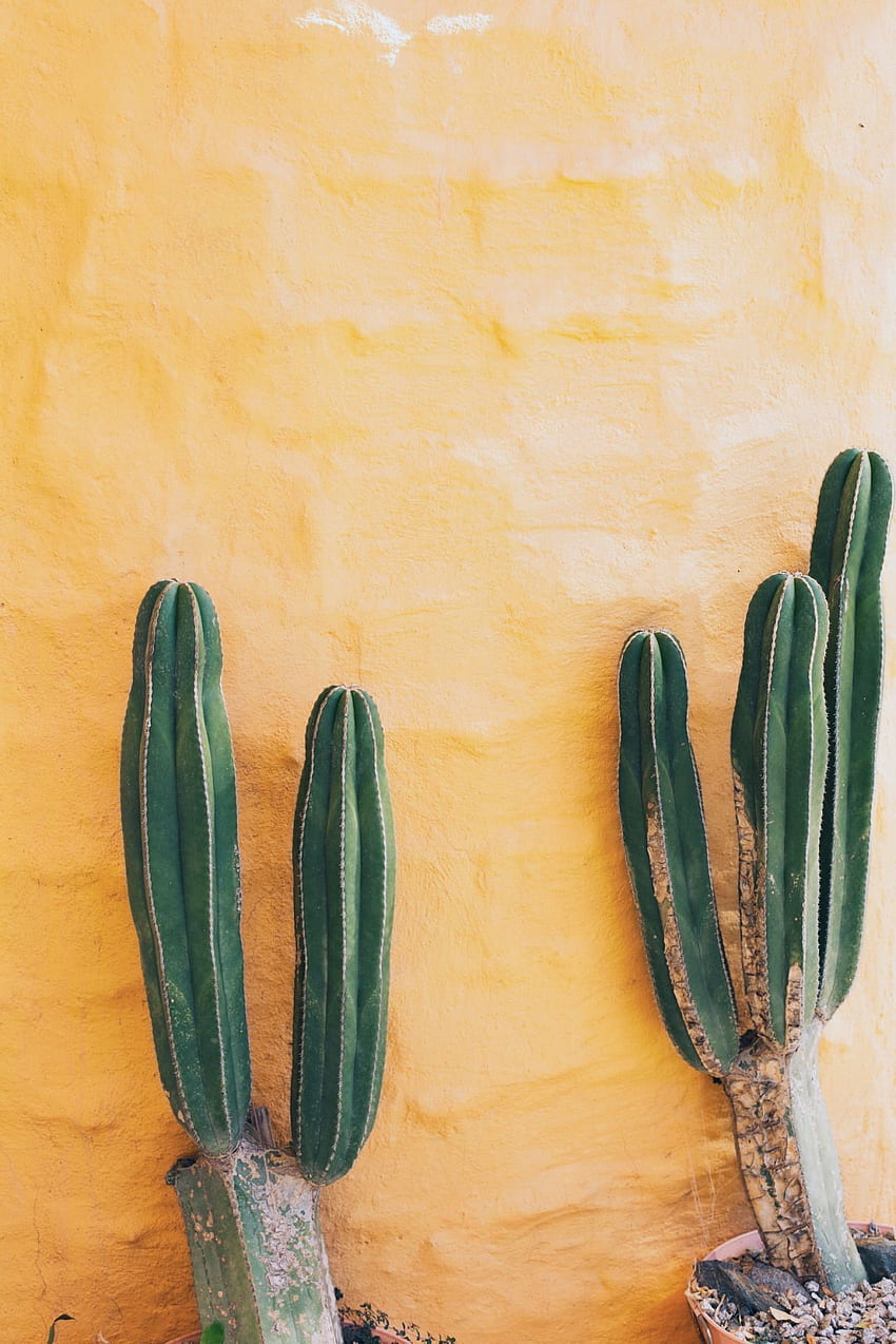enjoycolorfullife. Fleurs, Planter des, Yellow Cactus HD phone wallpaper