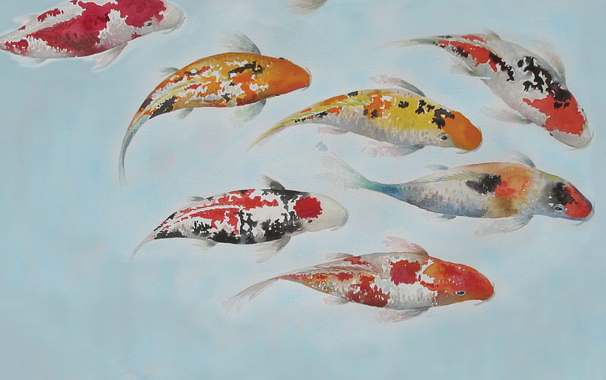 Koi, Koi-Karpfen, Fische, asiatischer, japanischer Koi-Teich HD-Hintergrundbild