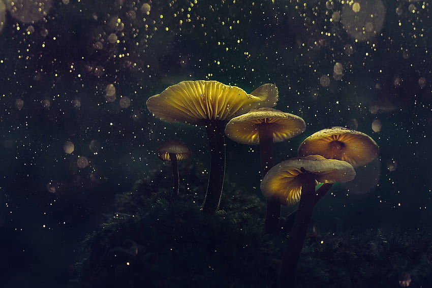 Mushroom, yellow glow, flower top, glitter HD wallpaper