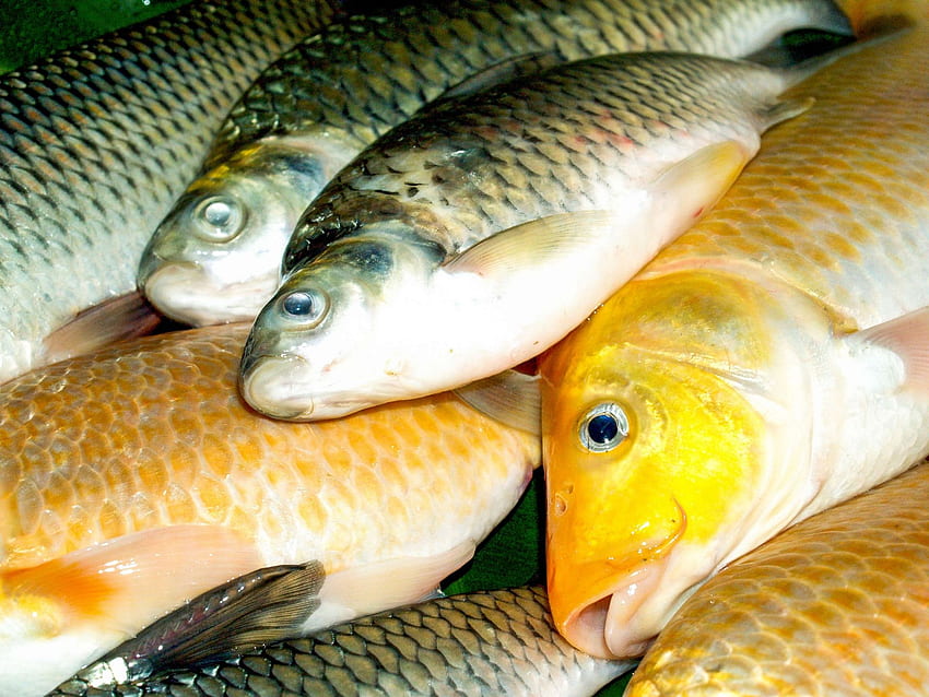 Freshwater Fish Food Stock HD wallpaper