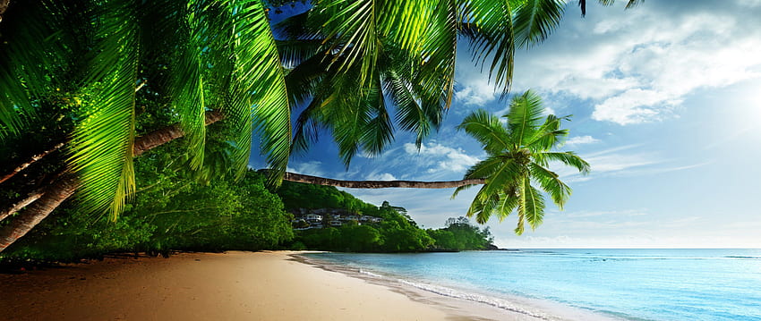 잔잔하고 깨끗한 해변, 야자수, 나무, 자연, 듀얼 와이드, , , 배경, 27011 HD 월페이퍼