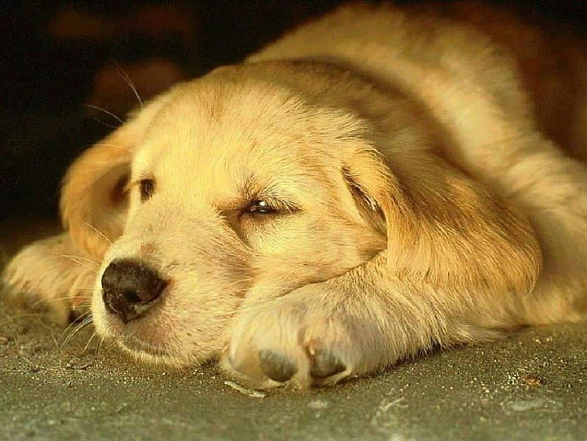 istirahat malam yang baik setelah hari yang panjang, golden retriever, anak anjing Wallpaper HD