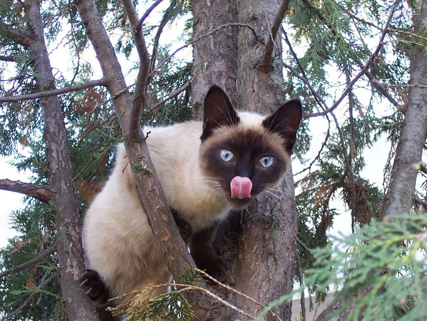 A siamese cat in a tree, siamese, cute, cat, paws, tree HD wallpaper