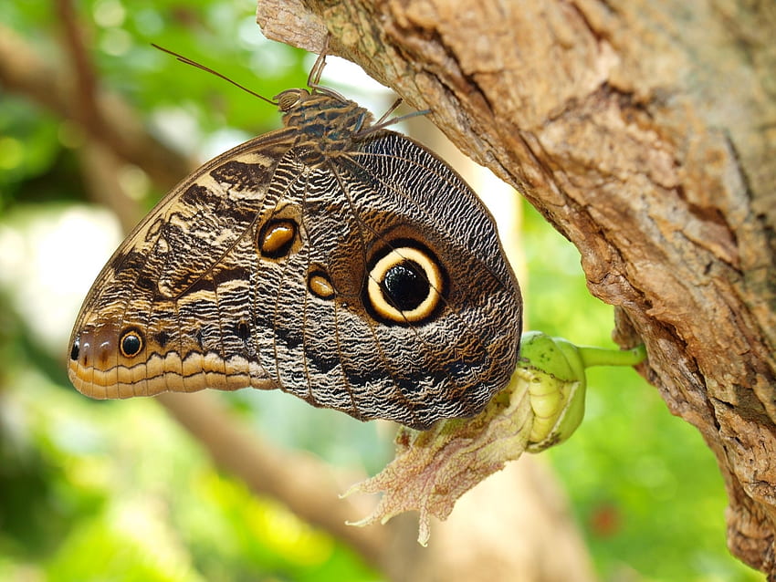 Muster, Makro, Holz, Baum, Insekt, Schmetterling, Flügel, Rinde HD-Hintergrundbild