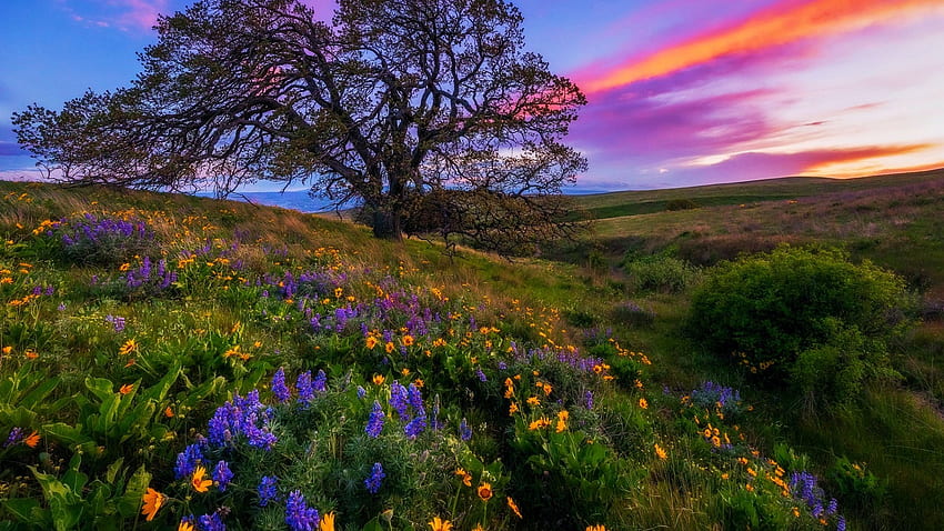 Columbia Hills State Park, щат Вашингтон, цветове, облаци, цветове, дървета, цветя, пролет, залез, treessky, САЩ HD тапет