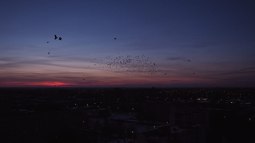 Aves, Noche, Ciudad, Oscuro, Flock fondo de pantalla