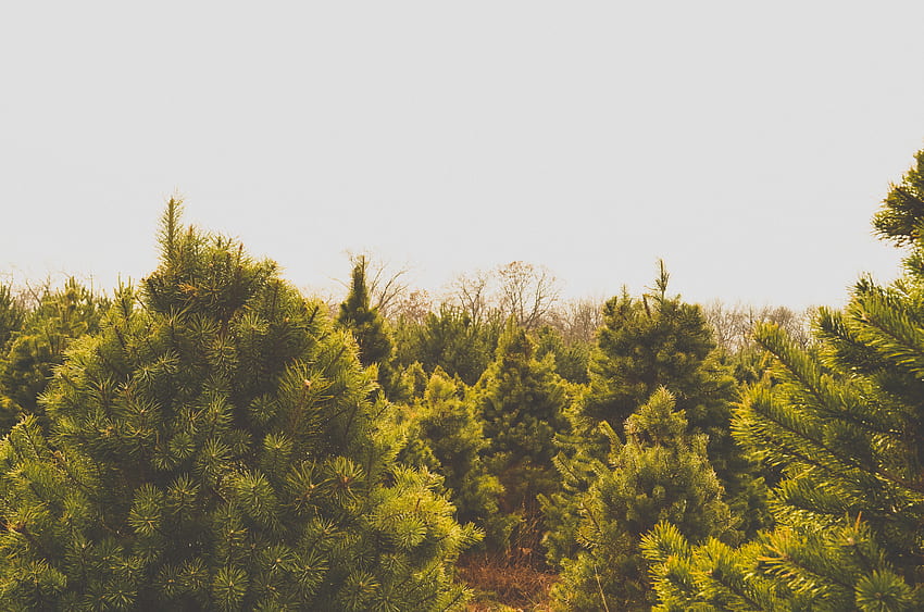 Nature, Trees, Summer, Top, Tops HD wallpaper