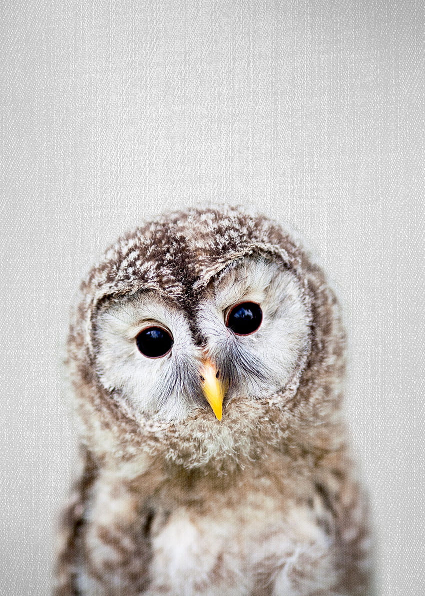 Owl, terrestrial animal, feather HD phone wallpaper