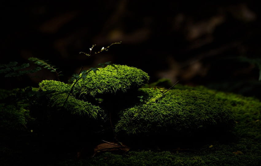 green, dark, nature, macro, blur, moss, ultra background for , section макро HD wallpaper