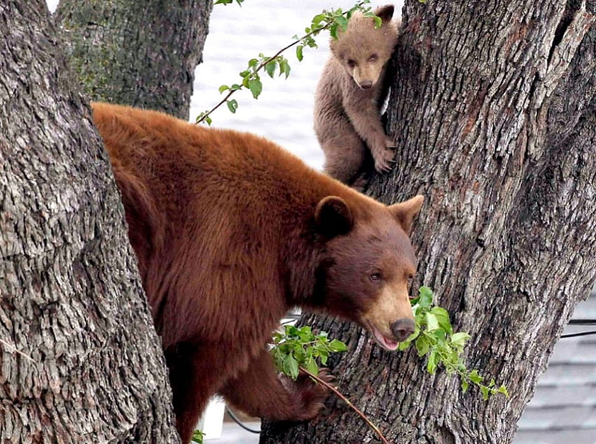 Mother bear and cub, b, e, r, a HD wallpaper