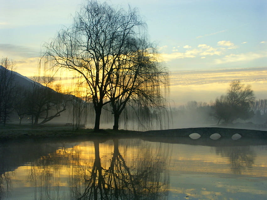 Willows in the mist, mist, willow trees, peaceful water, morning, clouds HD wallpaper