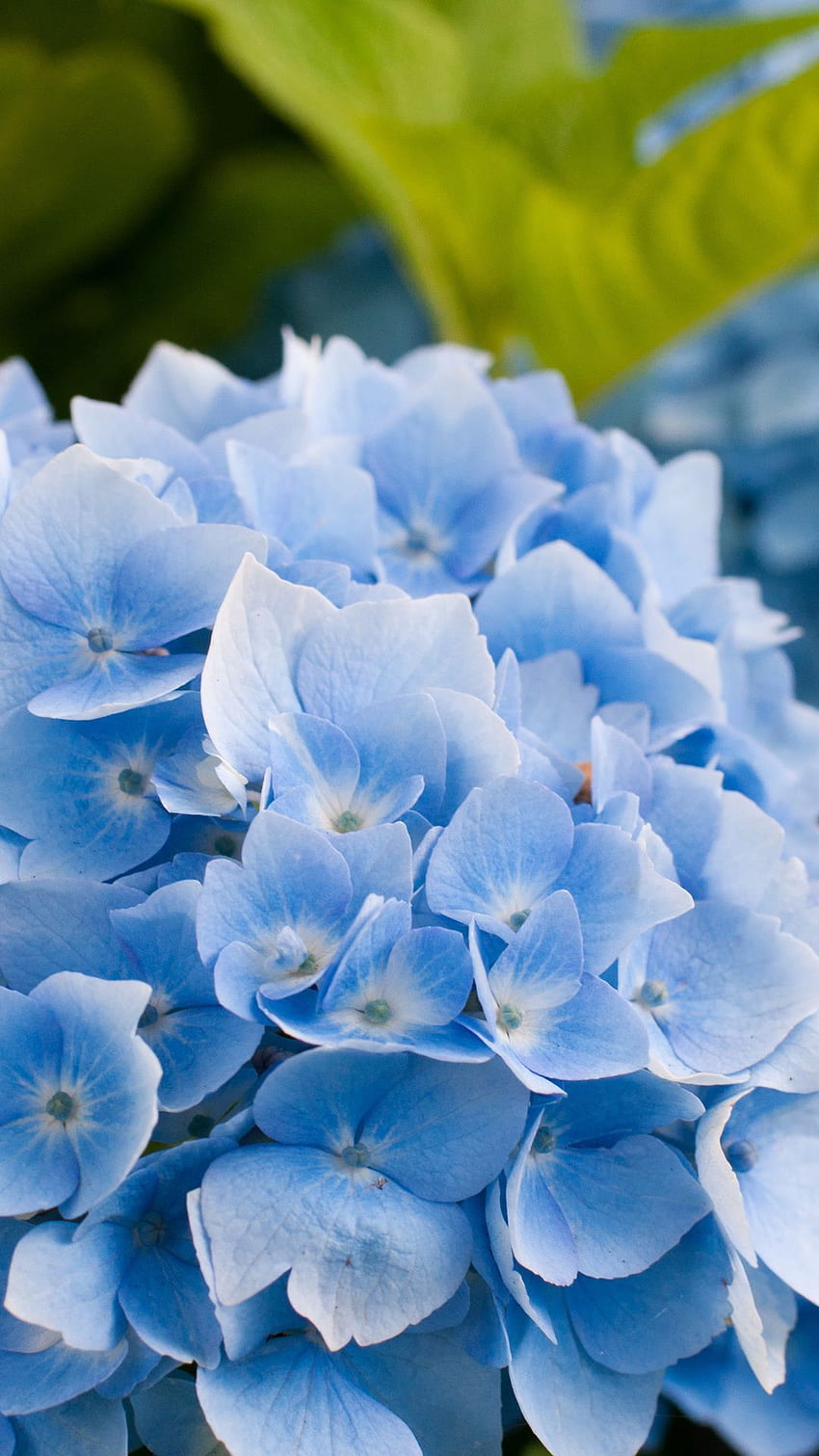 ดอกไม้ไฮเดรนเยีย ดอกไม้สวยงาม ดอกไม้ฤดูใบไม้ผลิ บลูไฮเดรนเยีย วอลล์เปเปอร์โทรศัพท์ HD