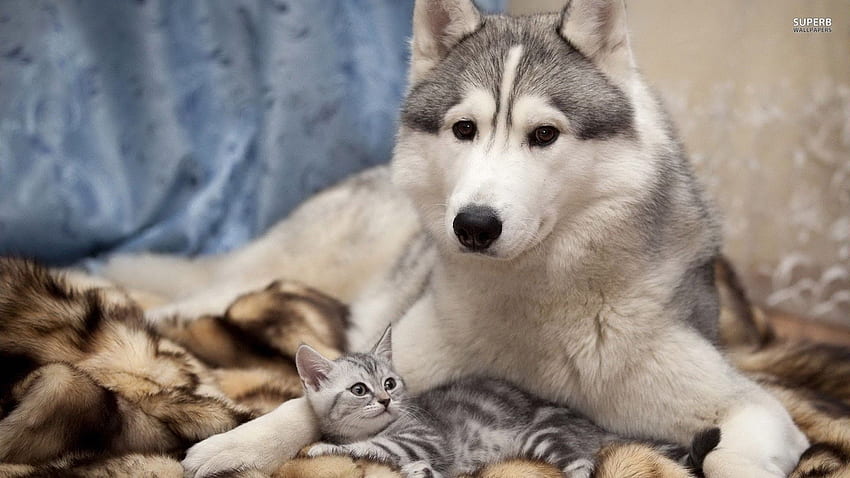 Husky siberiano y gatito. [ ]. Animal fondo de pantalla
