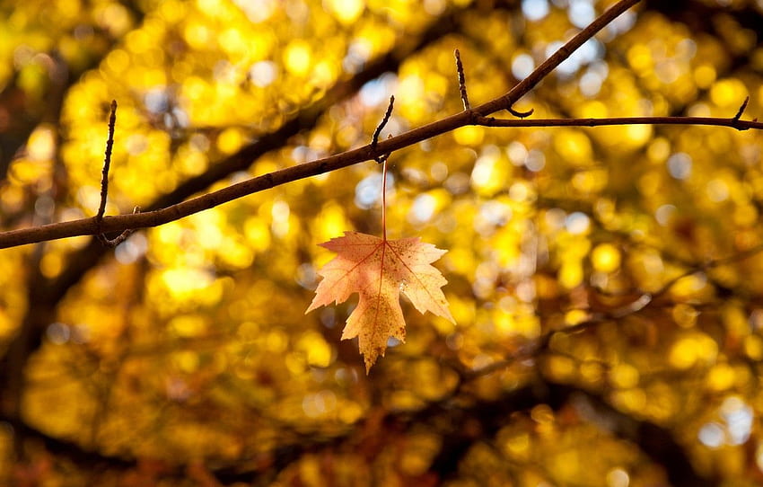 autumn, leaves, macro, branches, yellow, background, tree, , , blur, leaf, , leaf, , background, autumn for , section макро HD wallpaper