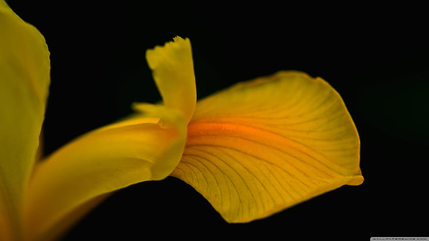 Yellow Iris Flower ❤ for Ultra, Zen Flowers Yellow HD wallpaper