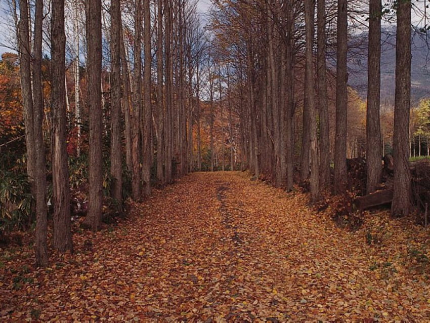Estrada de outono, árvores, folhas de outono caídas, estrada papel de parede HD