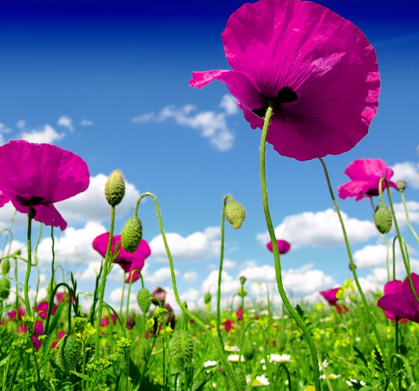 Poppy Field, fiels, summer, poppy, flowers, wild, blossom HD wallpaper
