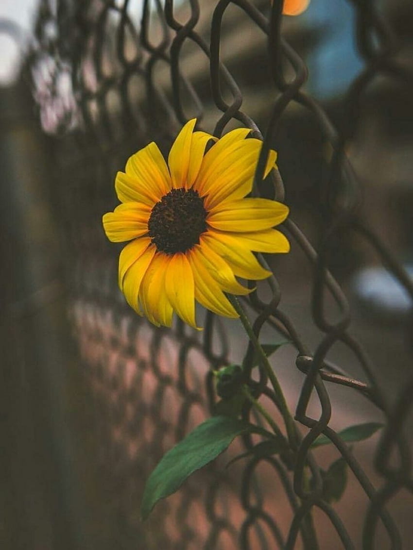 Cute Aesthetic Sunflower 3D, Yellow Sunflower Aesthetic HD phone wallpaper