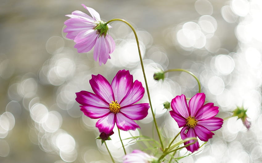 Cosmos Flowers, pink, cosmos, flowers, plants HD wallpaper