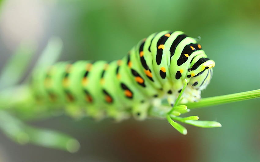 Caterpillar Background. Caterpillar , Caterpillar Machines and Caterpillar Construction, Caterpillar Insect HD wallpaper