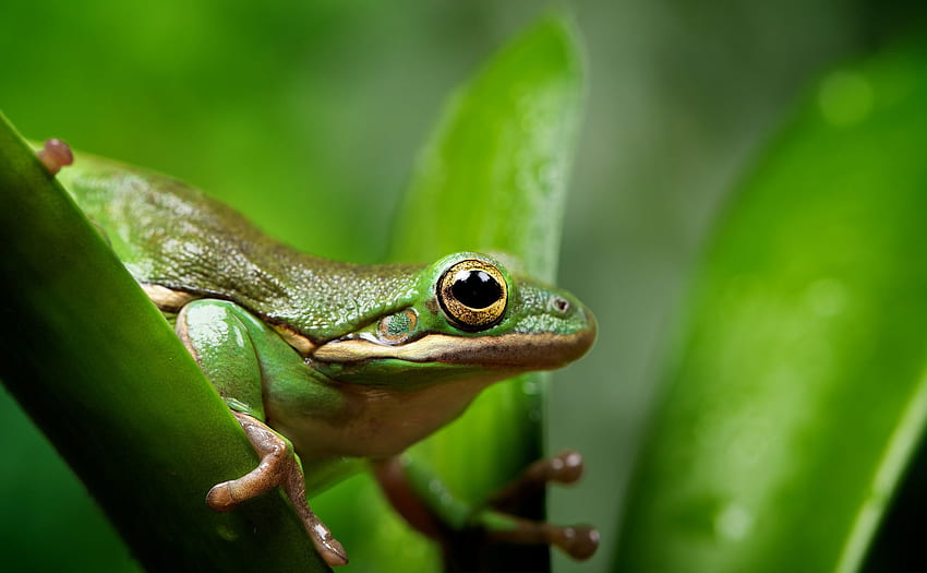 Pepe The Frog - Żaby i tło Tapeta HD