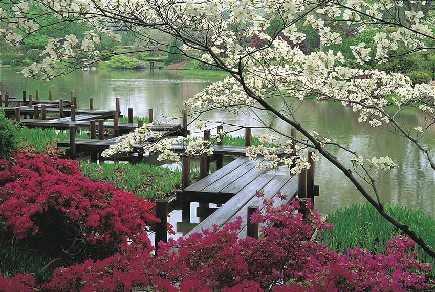 Flower: Japanese Blossoms Pond Cherry Path Garden Serene Wooden HD wallpaper