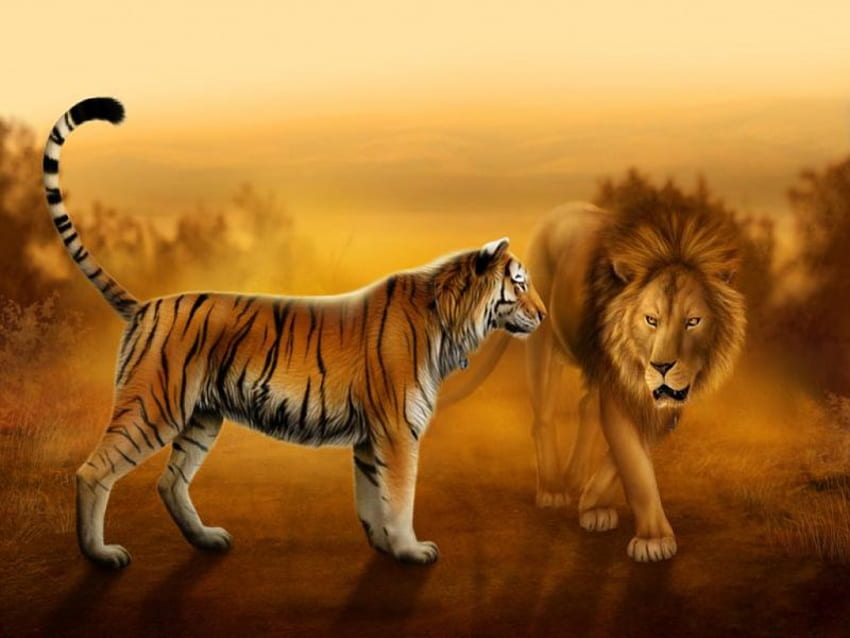 two majesties meet, tigers, lions, animals HD wallpaper