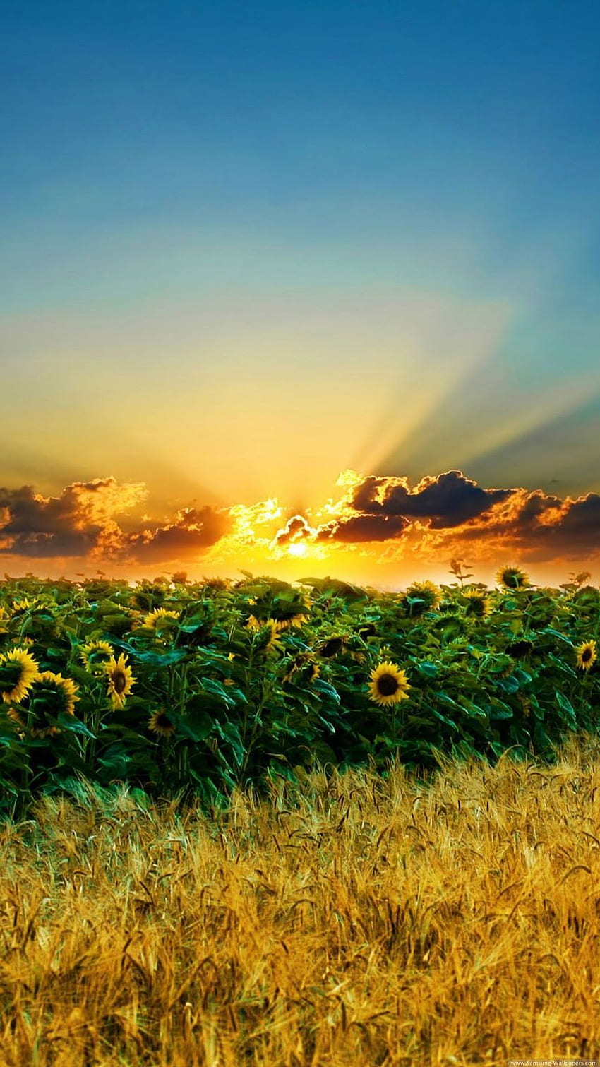 Nature iPhone 6 Plus Sunset Over Sunflower Field iPhone HD phone wallpaper