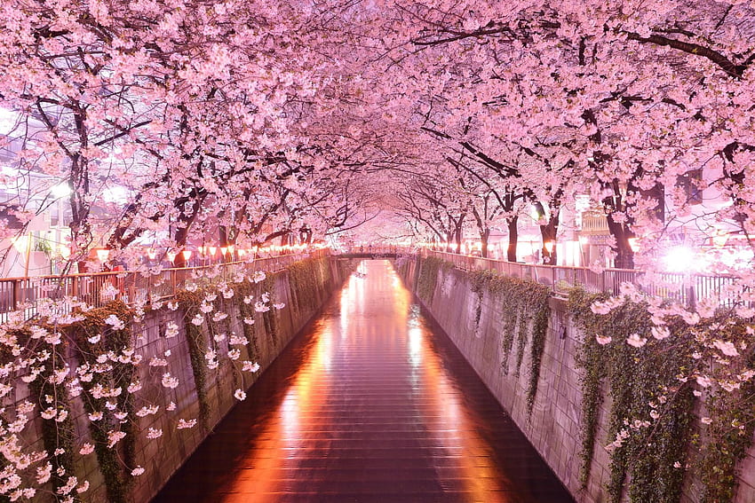 벚꽃의 밤 HD 월페이퍼