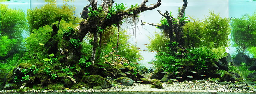 Aquascaping Styles: Nature Aquarium, Iwagumi, Dutch Aquarium - Aquascaping  Love