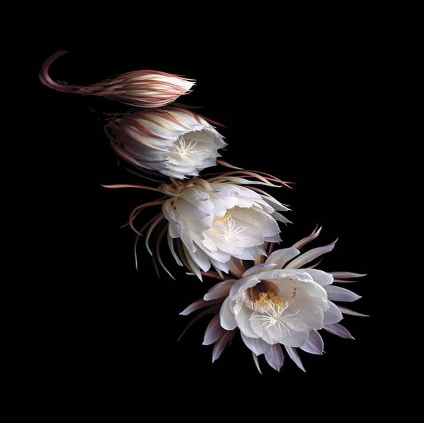 Orchideenkaktus, Orchidee, Weiß, Kaktus, Blume HD-Hintergrundbild