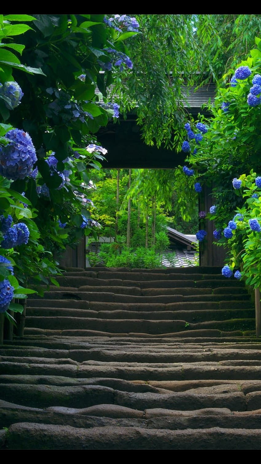 Niebieskie kwiaty, niebieski, kwiaty, schody, cudowne, natura, Japonia Tapeta na telefon HD