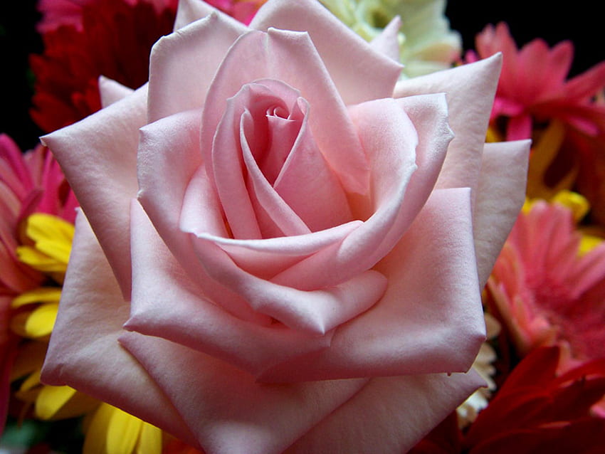 soft beauty, rose, rosey, sirinity, fresh, blossomed HD wallpaper