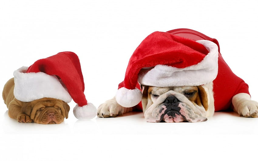 Коледни кученца, куче, животно, бяло, craciun, кученце, Коледа, червено, двойка, Дядо Коледа, шапка HD тапет