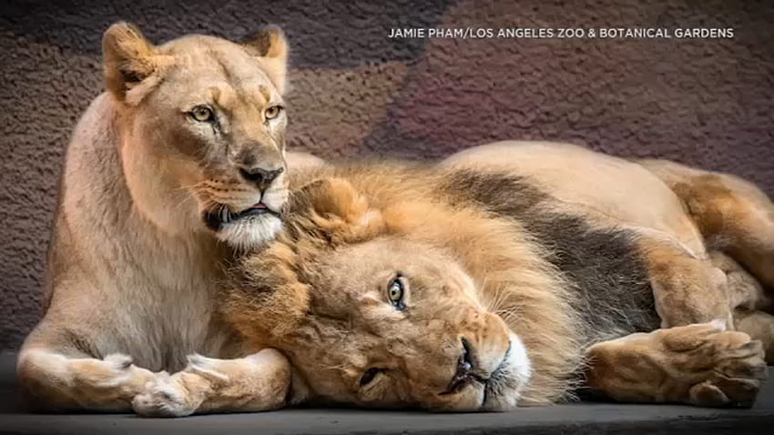 LA Zoo lions described as 'inseparable couple' euthanized together due to declining health - ABC7 New York HD wallpaper