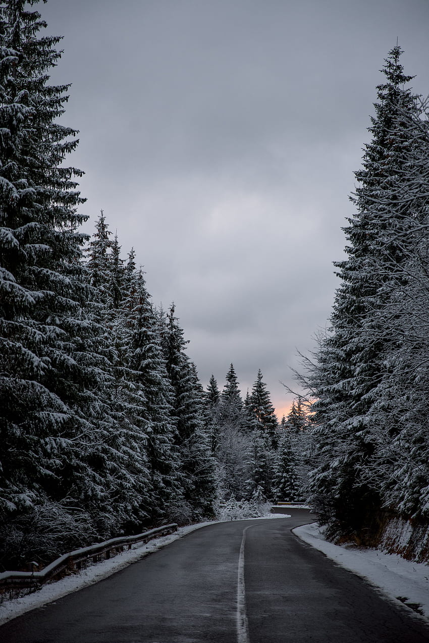 inverno, natureza, árvores, neve, estrada Papel de parede de celular HD