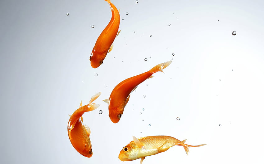 Title Animal Goldfish Fish - Swimming Fish Png - - HD wallpaper