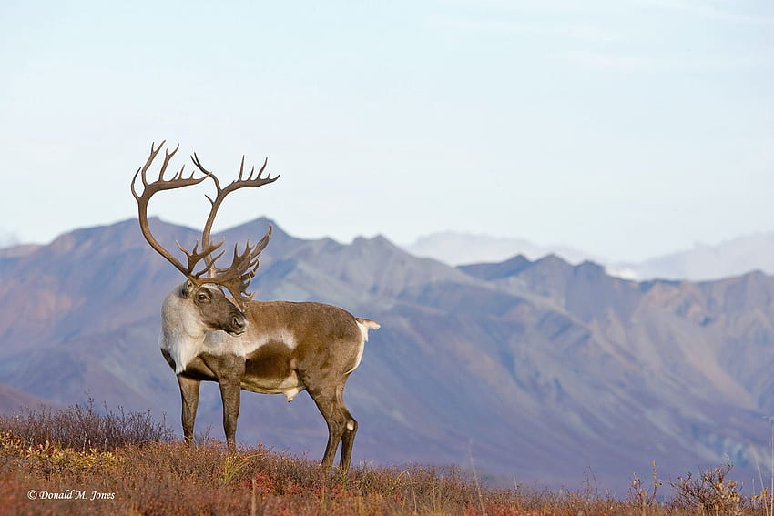 1637_1barren_ground_ (JPEG , 1500 × 1000 pixels). Caribou, Latest , Arctic tundra HD wallpaper