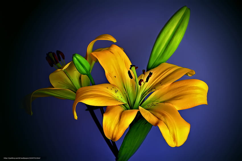 Lemongrass Lily, asiatic hybrid, flower in the resolution HD wallpaper