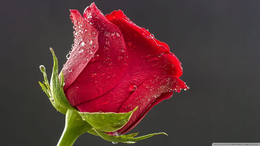 Beautiful Red Rose, Drops of Water Ultra Background for U TV ...