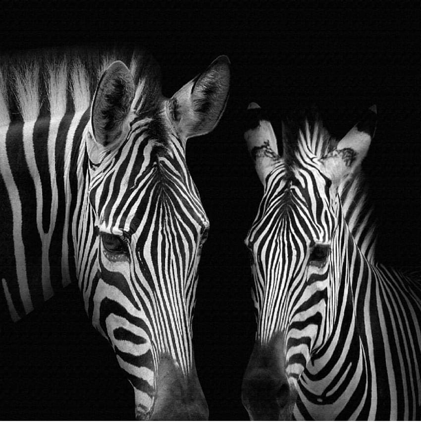 Benutzerdefinierte 3D Schwarzweiß Zebra Wander Wohnzimmer Studie Hintergrund Wand Wohnkultur Abstrakte Kunst 3 D 350 cm x 280 cm HD-Handy-Hintergrundbild