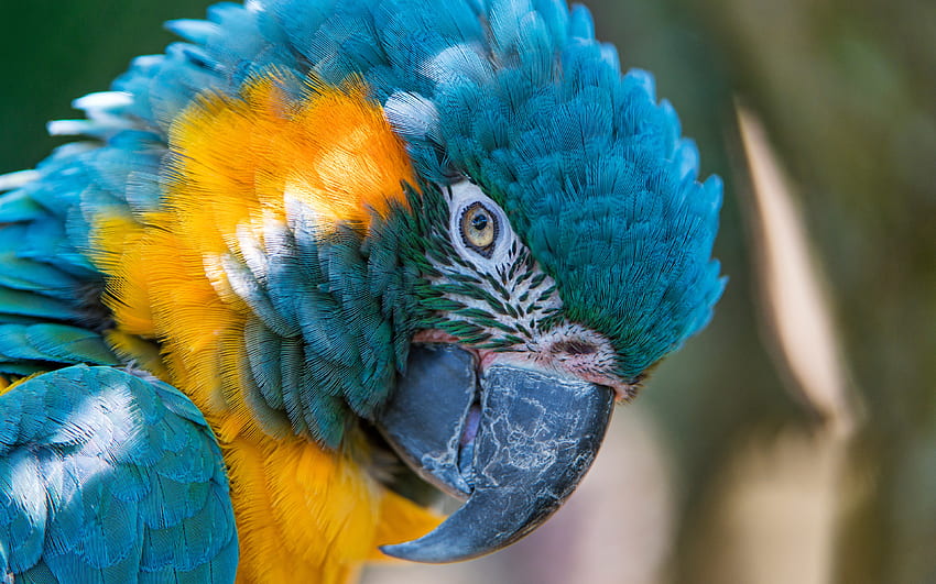 Ara, papuga, kolorowy ptak, kaganiec, z bliska Tapeta HD