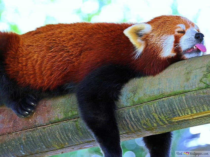 Super lazy!!!, pretty, red panda, cute, nature, lovely, panda, tree, animal, bear, red HD wallpaper