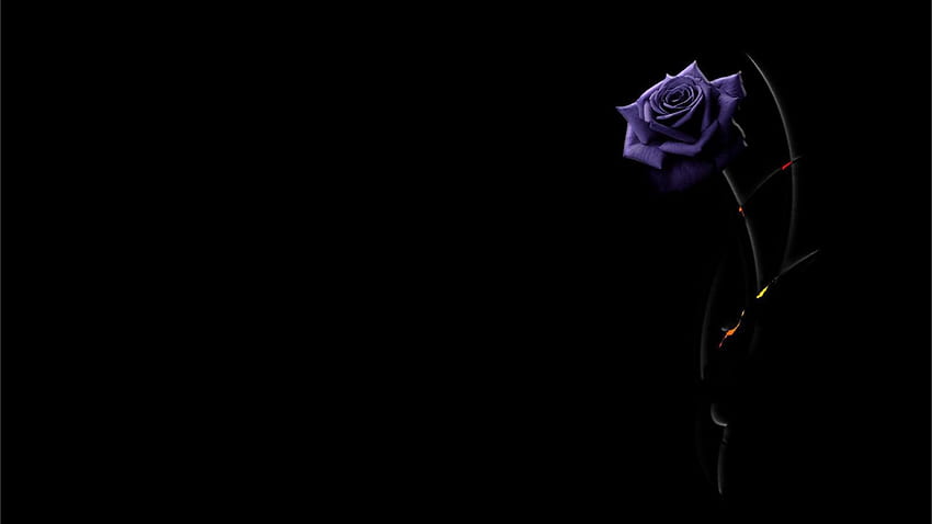 Beautiful purple rose on a black background and . HD wallpaper