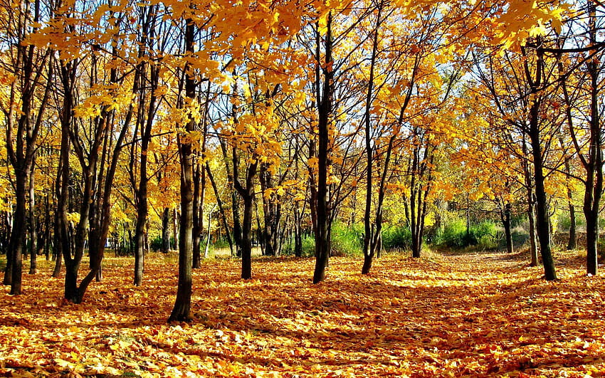 自然, 秋, 森, 公園, 落葉, 路地, 影, ティーン, 若い成長 高画質の壁紙
