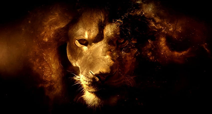 Lion Background, Musculation HD wallpaper